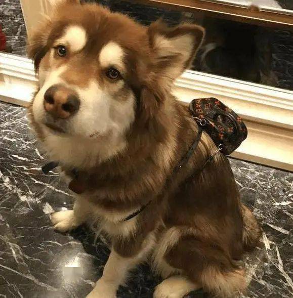 珠宝|这些猫狗身上的珠宝!你居然一件也买不起!!!