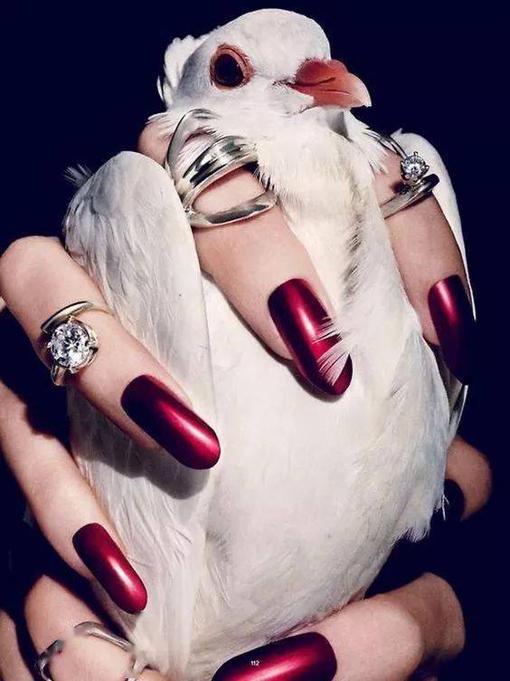 珠宝|这些猫狗身上的珠宝!你居然一件也买不起!!!