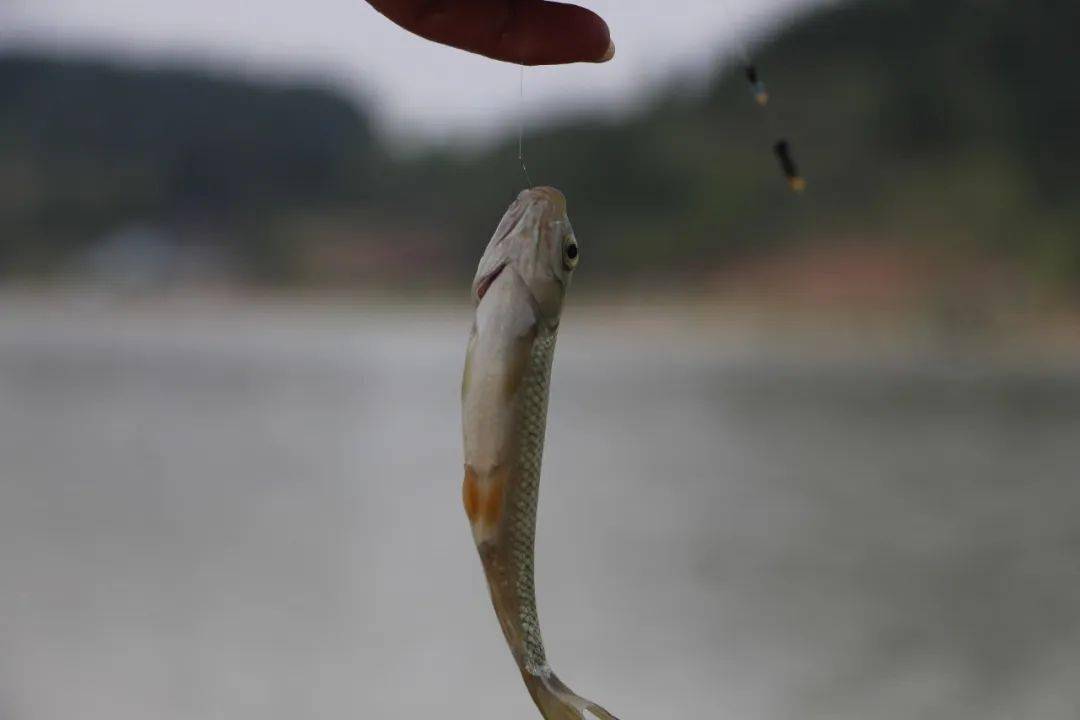 在"进水口"钓鱼的钓法解析!