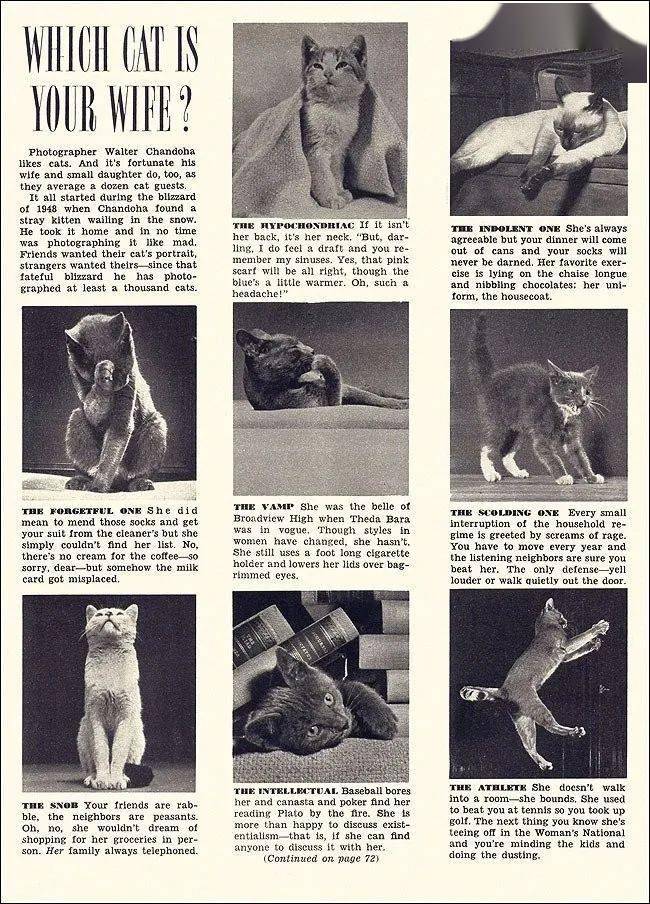 年拍|铲屎官必看!被誉为拍猫教父的他,70年拍猫历史全在这