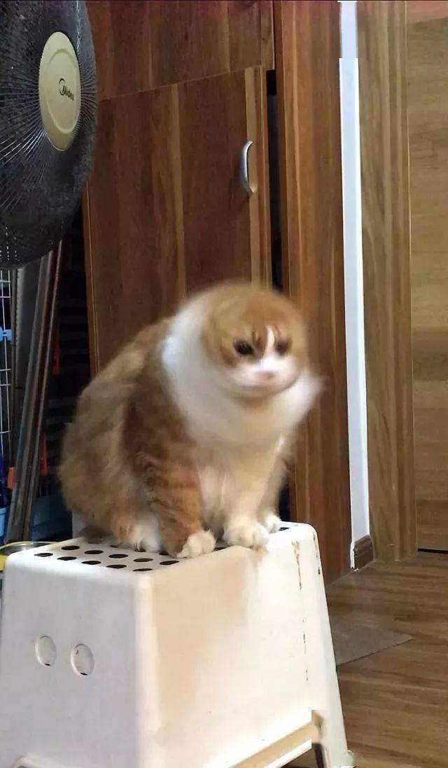 年拍|铲屎官必看!被誉为拍猫教父的他,70年拍猫历史全在这