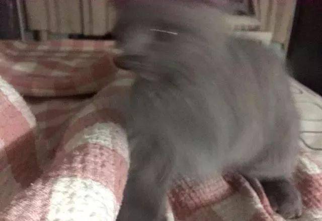 年拍|铲屎官必看!被誉为拍猫教父的他,70年拍猫历史全在这