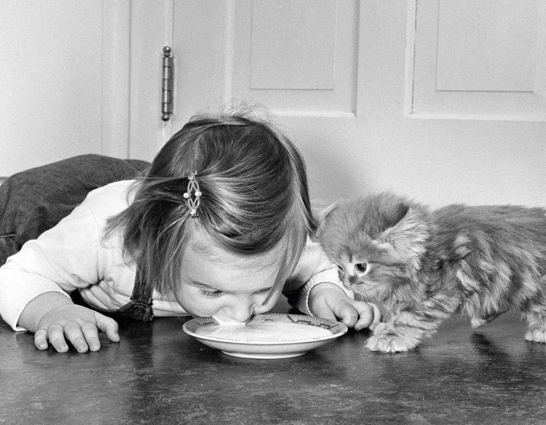 年拍|铲屎官必看!被誉为拍猫教父的他,70年拍猫历史全在这