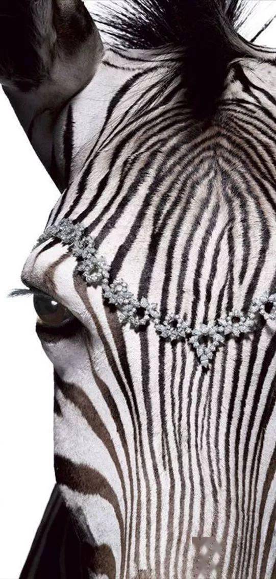 珠宝|这些猫狗身上的珠宝!你居然一件也买不起!!!