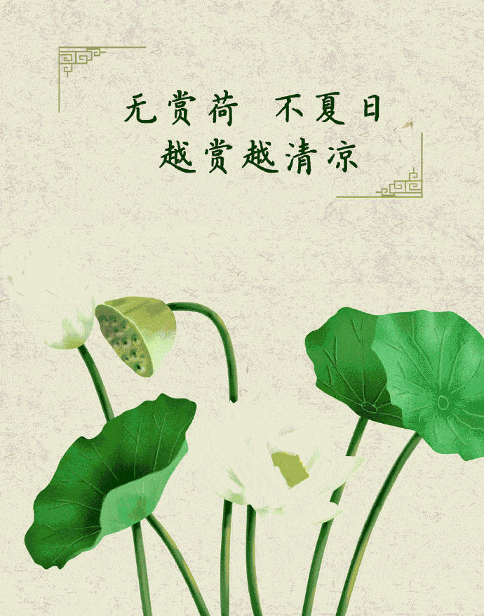 荷花|荷花，并不知道自己就是夏天