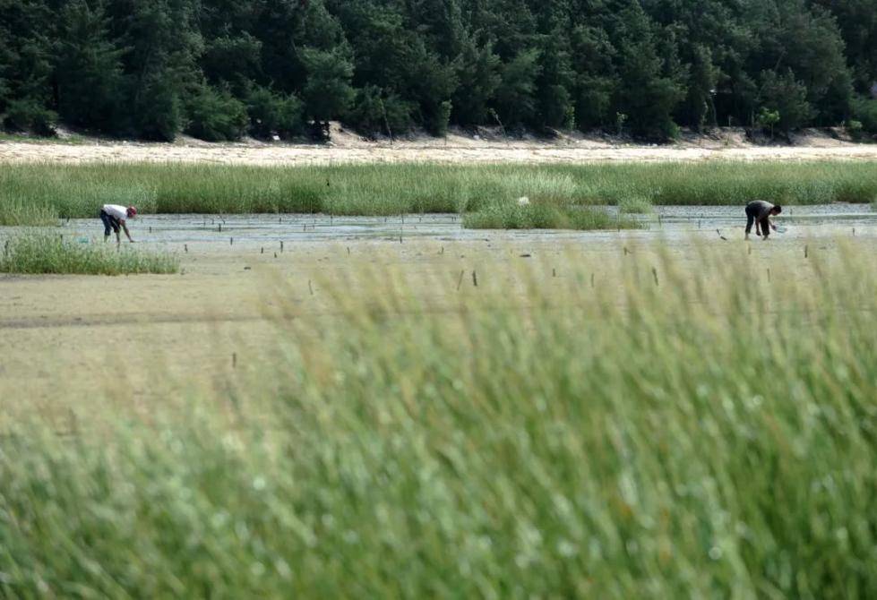 我国|中国已发现660多种外来入侵物种 这类尤须警惕