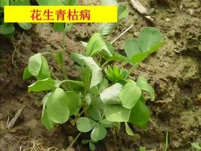 花生在种植的过程中会出现各种各样的病虫害,威胁花生的正常生长