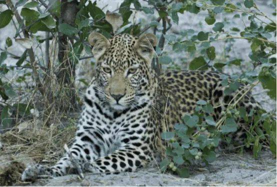 猫科动物实力排名_猫科动物大小排名图片(2)