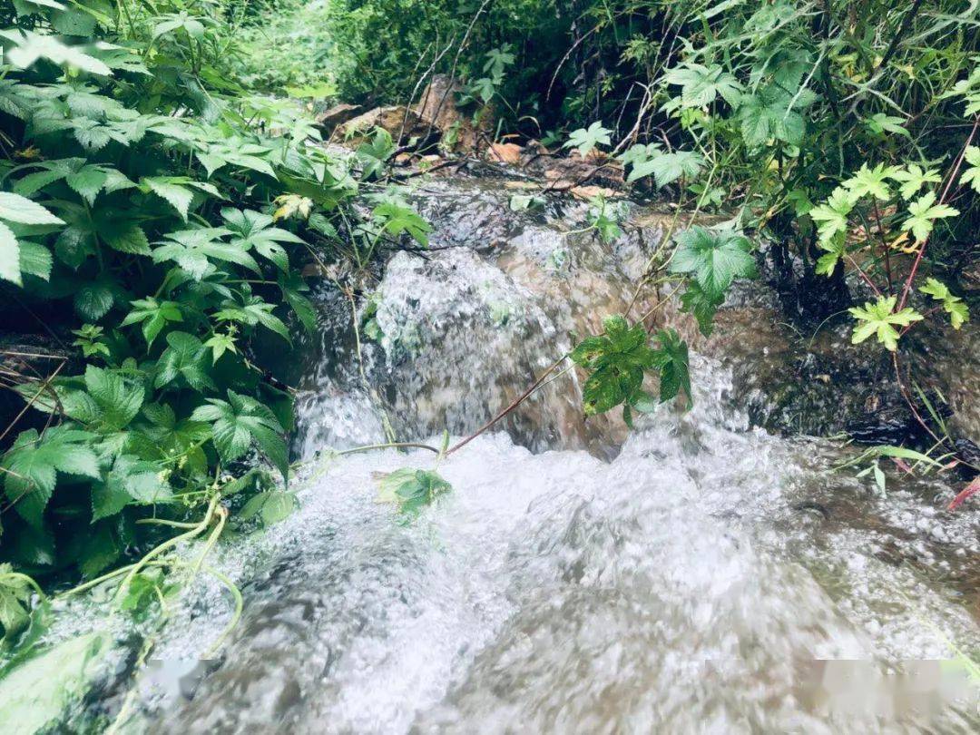 雨后的上水峪天空湛蓝,雨水丰盈伴随着哗哗的溪水声满山苍黛,水珠悬挂