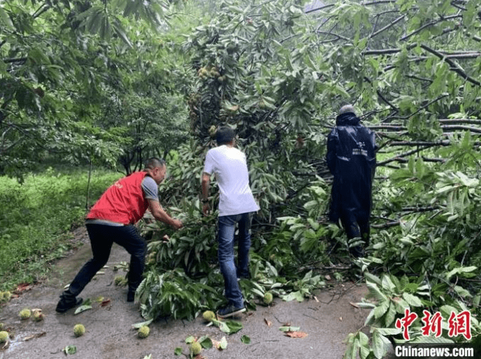 强降水|＂黑格比＂过境浙中南部引发强降水 当地紧急抢险救援