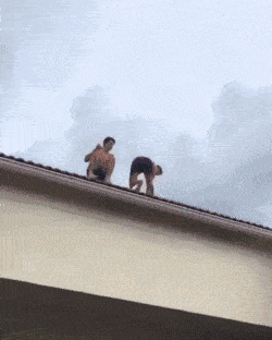 搞笑动态趣图gif:这肯定是亲生的