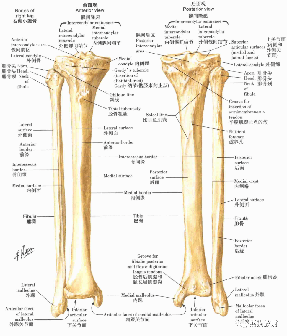 胫骨和腓骨膝,小腿和足的动脉股部和膝的动脉:示意图