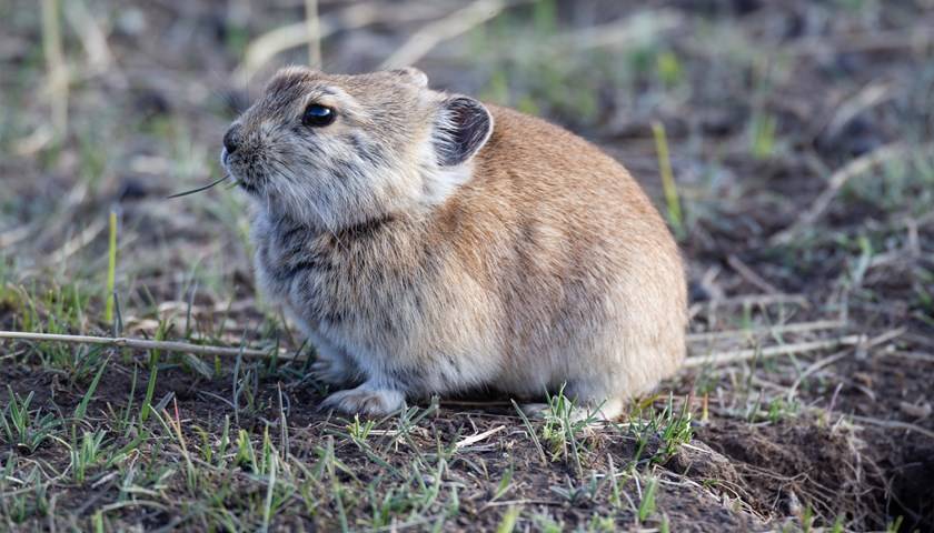 内蒙古|内蒙古包头一人因鼠疫死亡，当地发布鼠疫疫情Ⅲ级预警