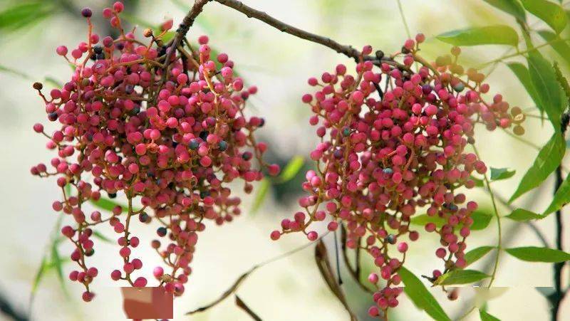 黄连杨梅猜成语_杨梅演员(2)