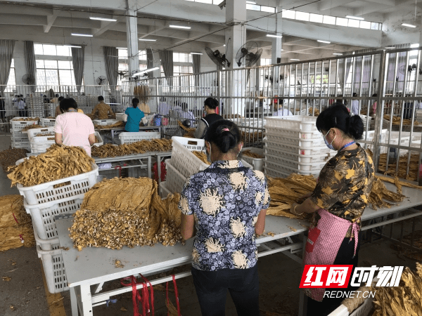 烤烟|新田：2020年烤烟正式开秤收购