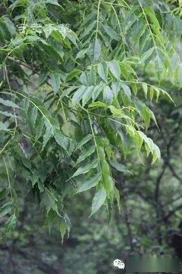 种在京都黄檗山的黄檗树 十九 福清