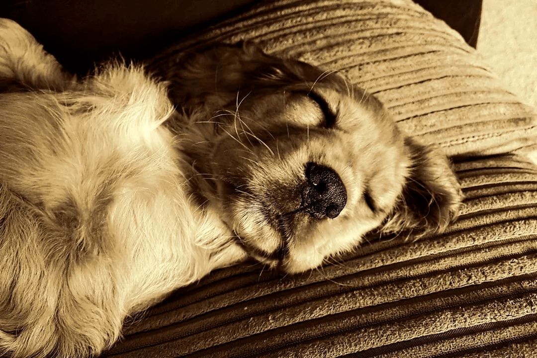 怎么防止猫尿床 c2732702de1c4c7ba29f3153ce645609.png