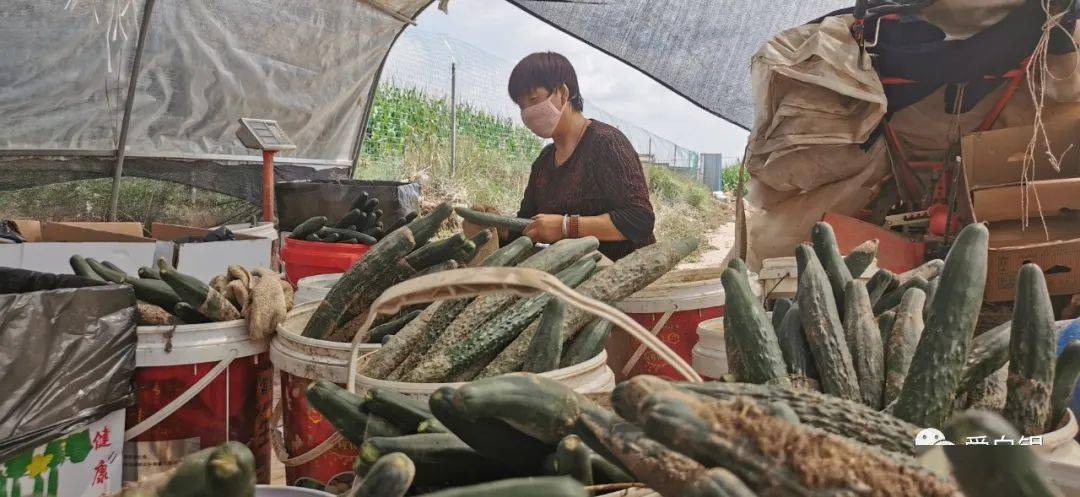 洪涝过后,靖远一农户9个蔬菜大棚遭殃!