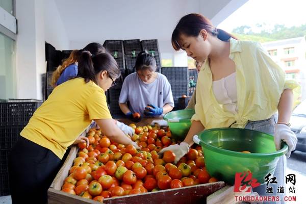尚引|通道：激活高山资源 打通致富新路