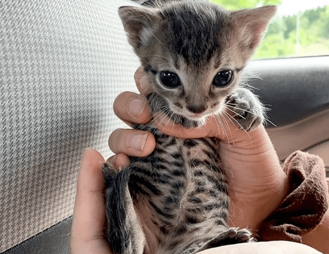 居然连续捡到三只狸花猫,事后恍如大悟,原来自己捡的是一家三口!