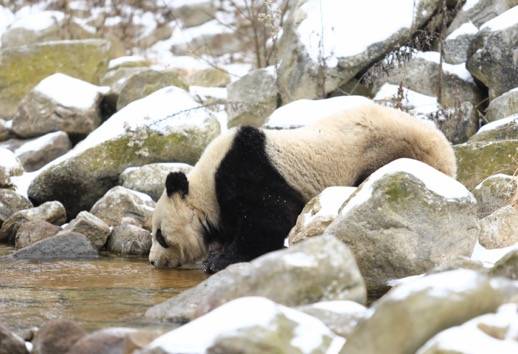 保护区内大型猛兽绝迹专家称是全球趋势与熊猫保护无关
