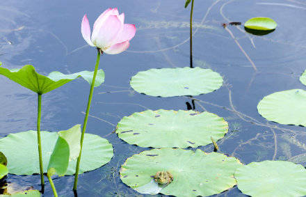 季节|镜头：今日立秋！季节换了名字，依旧风光如故！