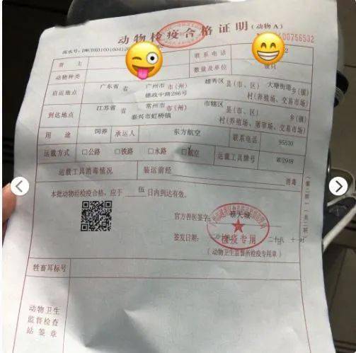 网约车6小时才把小猫送到,猫咪托运究竟需要注意什么事项