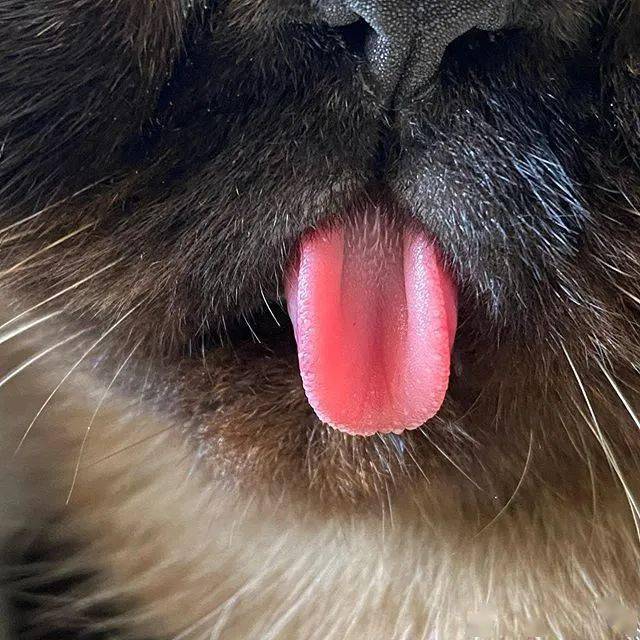 猫咪怎么样才会吐舌头 8a403de35d914a8dac11353463e983bf.jpeg