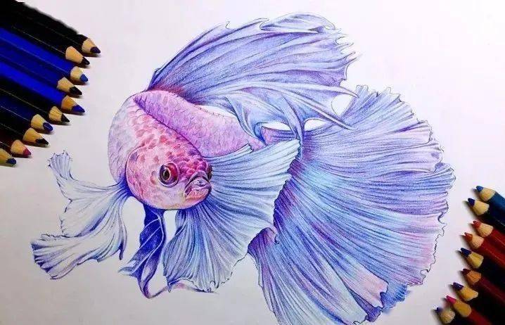 彩铅教程| 画一只可爱的小斗鱼