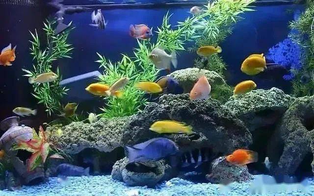 水族混养不寻常,新手死鱼难胜防_小鱼