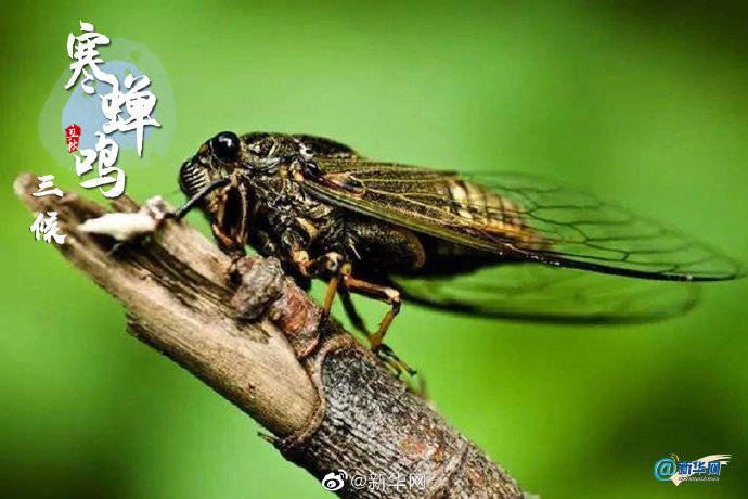 连雨|今日立秋｜秋风飒飒，它来了……