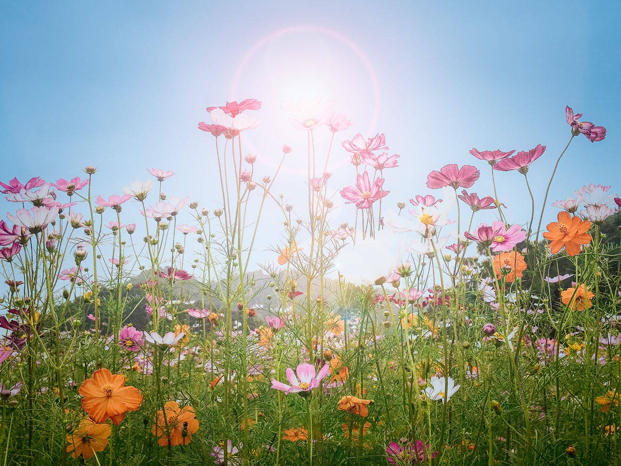 节气|立秋节气：品读《咏廿四气诗?立秋七月节》，了解立秋