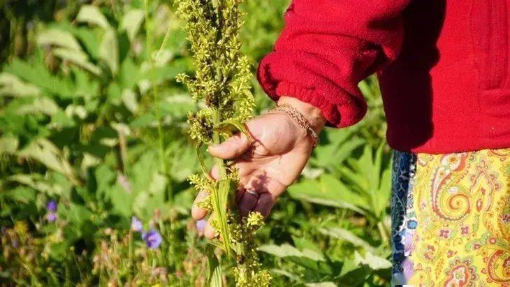 补水|这个夏日必备的俄罗斯国民面膜，百元不到就能囤满补水、清洁、美白、紧致N个功效，也太值了叭！