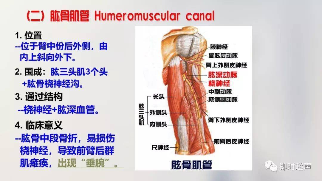 解剖骨肌丨详细的上肢解剖图示注解