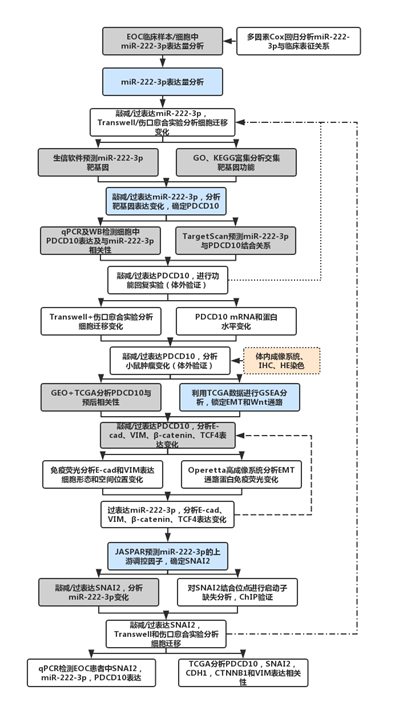 一篇theranostics教你如何设计emt 上皮间质转化 相关的国自然思路