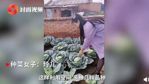 青蕉|神奇！女子在院子里砖头缝中种瓜果蔬菜长势喜人