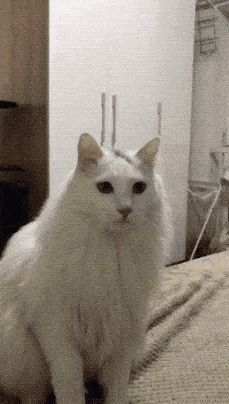 b26ce75918044656853d4dad19af7cd2.gif