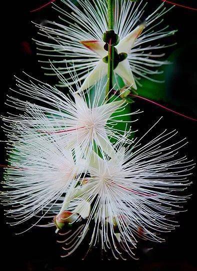 绿叶|稀世奇花今天终于开了！1500年才拍到一次！见者增福添寿！