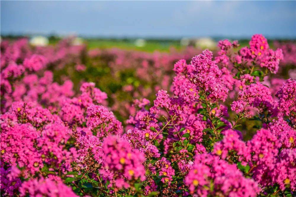 免费观赏!200亩绝美紫薇花海,就藏在斗门周边