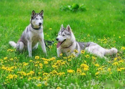 为什么狗喜欢撕纸 650819cf5a1343868da1adf13423e28f.jpeg