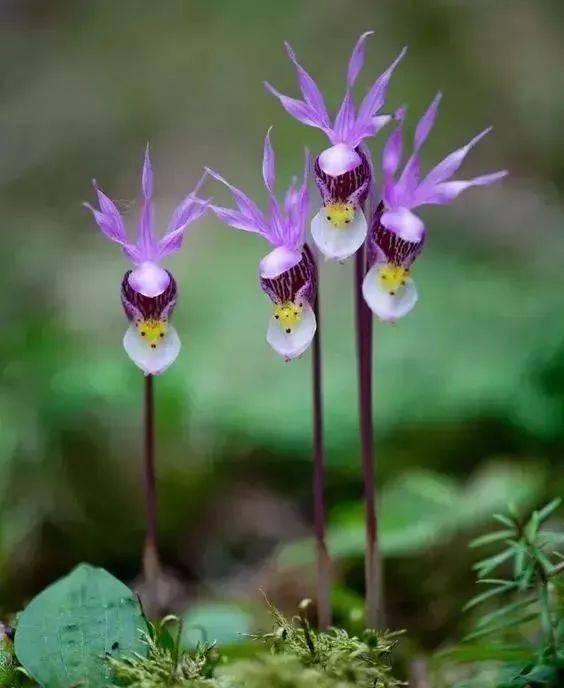 绿叶|稀世奇花今天终于开了！1500年才拍到一次！见者增福添寿！