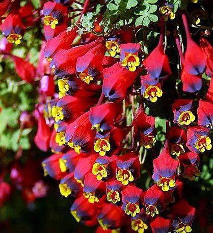 绿叶|稀世奇花今天终于开了！1500年才拍到一次！见者增福添寿！