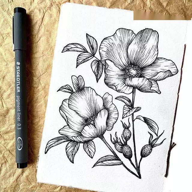 植物花卉手绘线描画 实物与作品做对比 学着画更省力