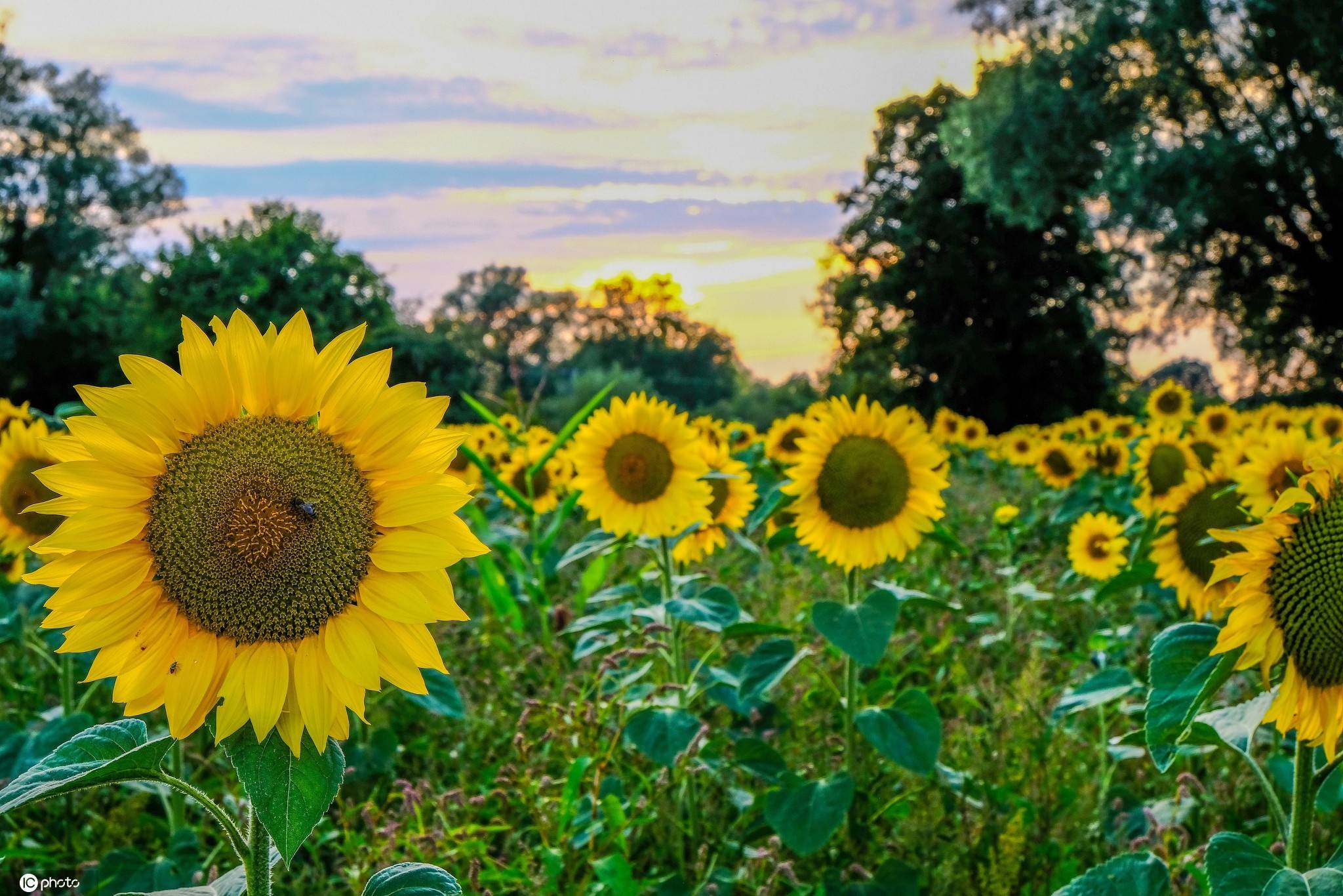 向日葵：心向阳 满希望_搜狐网, image size:2048x1366