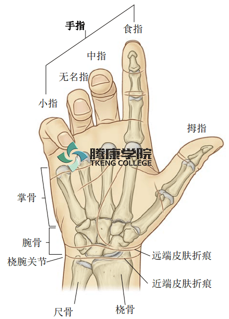 疼痛解剖学|手指的腕掌关节