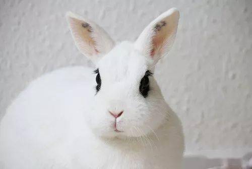 家有兔兔:兔子眼睛发炎大小眼,兔子大小眼发炎了
