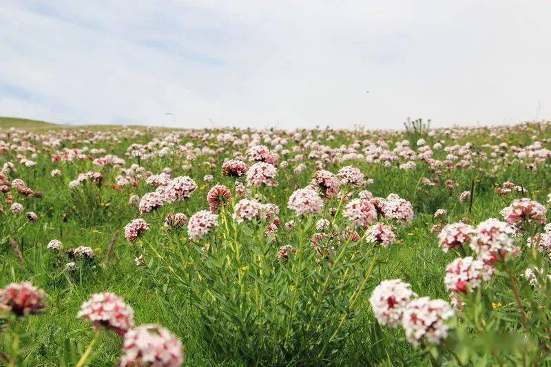 【单眼睛】狼毒花:草原上最美的花海