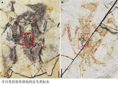 卵巢|演化路上 鸟类为何弄丢了一侧卵巢