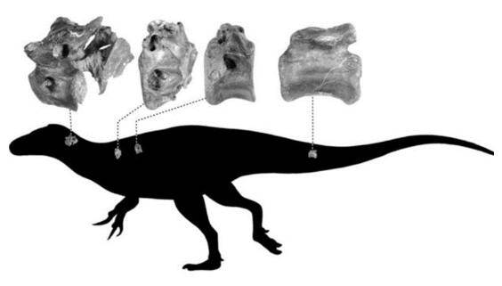 身长|3名化石猎人先后发现恐龙新物种！距今1.15亿年 身长约4米