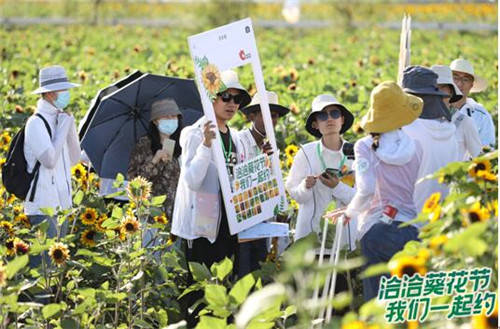 葵花|洽洽全球葵花节正式开启 携手粉丝探秘万亩葵园